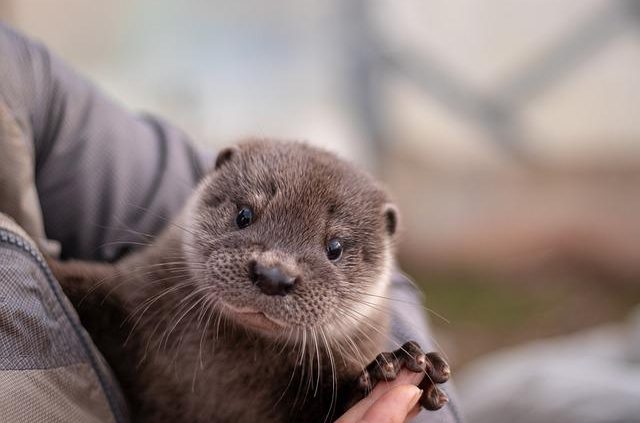 Otter.ai